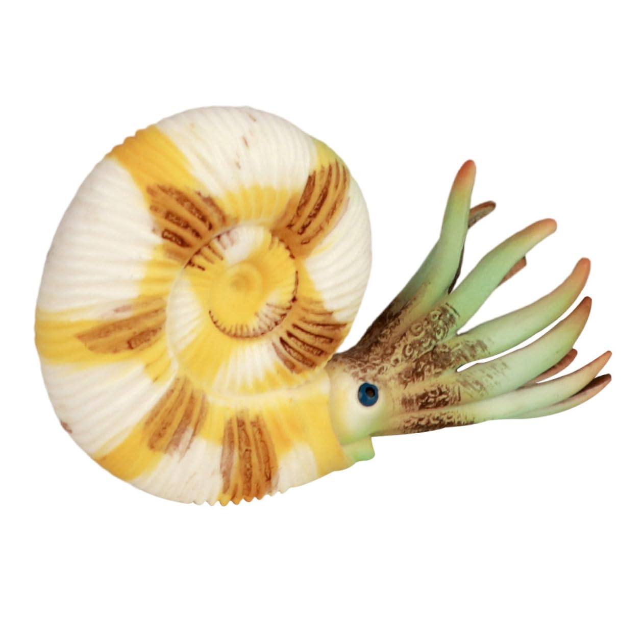 Amazon.co.jp: STOBOK オウムガイ モデル お風呂 浴槽 おもちゃ